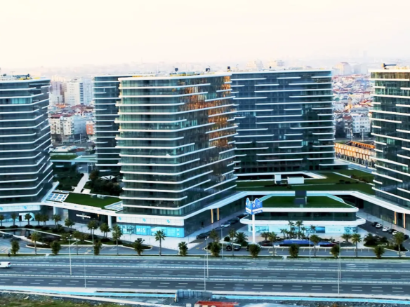 زيتون بورنو A53